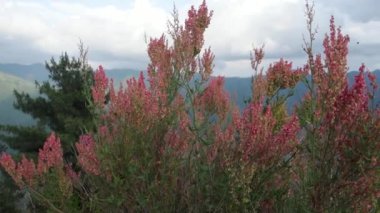 Arrowleaf Rıhtımı (Rumex hastahanesi), Hindistan 'ın Uttarakhand kentindeki tepelerde çiçek açan küçük bir çalı.