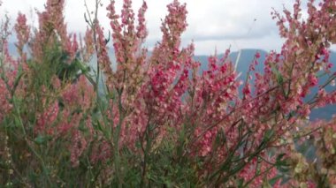 Arrowleaf Rıhtımı (Rumex hastahanesi), Hindistan 'ın Uttarakhand kentindeki tepelerde çiçek açan küçük bir çalı.