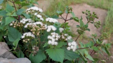 Ageratum conyzoides genellikle beyaz çiçekli ve yapraklı Billy Keçi Otu bitkisi olarak bilinir. Uttarakhand Hindistan.