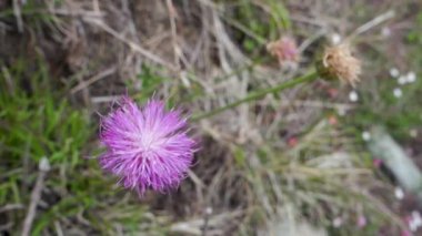 Güzel Cheirolophus crassifolius 'u yakından çek, Maltese Centaury bitkisi, çiçek açan kürk topu şeklinde mor çiçekli. Himalaya Uttarakhand Bölgesi.