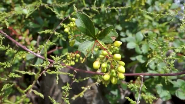 닫습니다 씨앗과 Berberis Darwini의 Darwins Berberidaceae에 식물의 종입니다 Uttarakhand — 비디오
