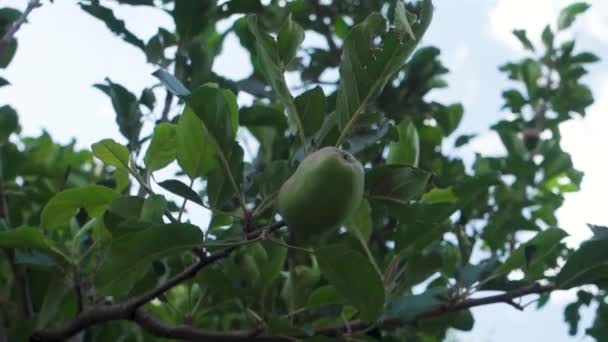 Ett Ensamt Grönt Äpple Dinglar Från Gren Uttarakhands Indiens Bergssida — Stockvideo