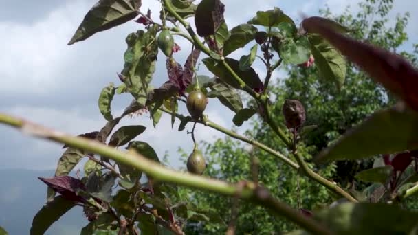 Hindistan Japani Phal Olarak Bilinen Olgun Bir Persimmon Meyvesi Uttarakhand — Stok video