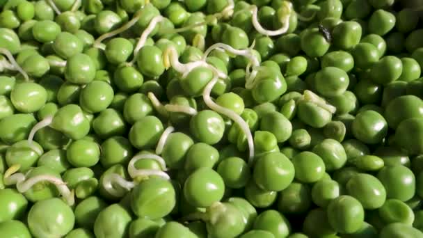 Organic Green Peas Κοντινό Πλάνο Πλούσια Θρεπτικά Συστατικά Βλαστάρια Ζωηρό — Αρχείο Βίντεο