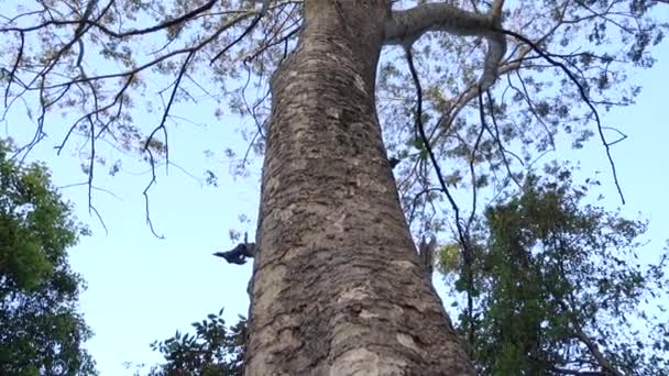 Велике Дерево Вверх Крону Вистрілювало Розгалуженими Гілками Індія — стокове відео
