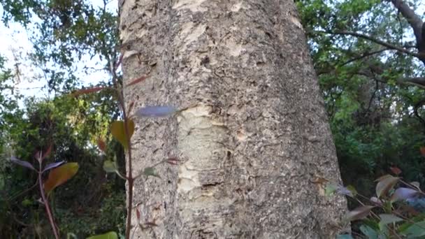 シネマティックツリーテクスチャ インドのウッタルカンドの詳細な樹皮の上昇動き — ストック動画
