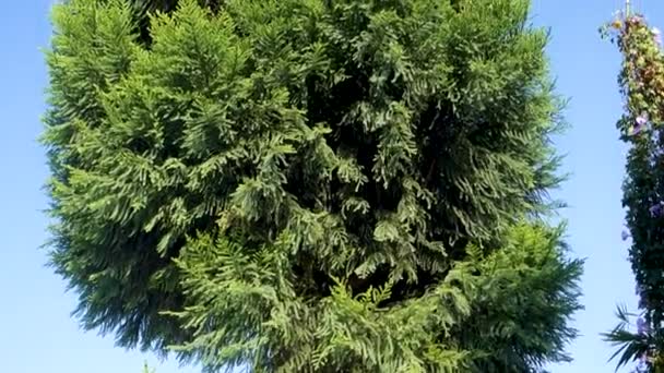 猿のパズルの木のクローズアップ アラウカリアラウカナは常緑樹です — ストック動画