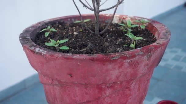 Eine Nahaufnahme Der Basilikumpflanze Die Aus Dem Boden Austritt Und — Stockvideo