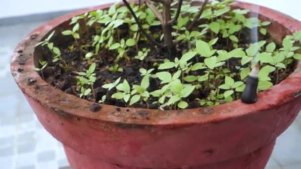 Hindu Ritual Cinematic Incense Stick Burning Next Basil Plant Pot — Stok Video