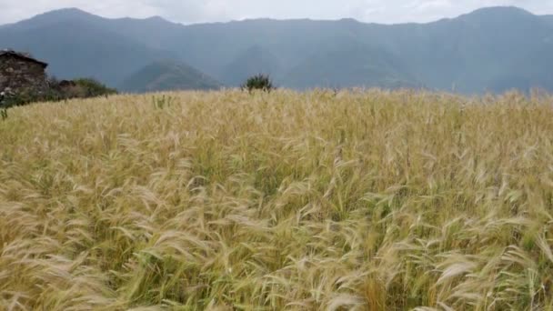 Arpa Hasadı Himalaya Bölgesinin Kırsal Kesiminde Hasat Için Hazır Uttarakhand — Stok video