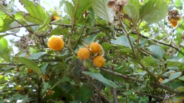 Rubus Ellipticus Comúnmente Conocida Como Frambuesa Dorada Del Himalaya Frambuesa — Vídeos de Stock