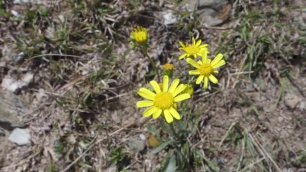 Blåser Gula Blommor Senecio Vernalis Ven Som Stra Groundsel Himalaya — Stockvideo
