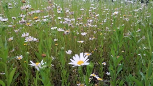 White Eye Daisies Leucanthemum Vulgare Full Bloom Himalayan Meadows Uttarakhand — Stock Video