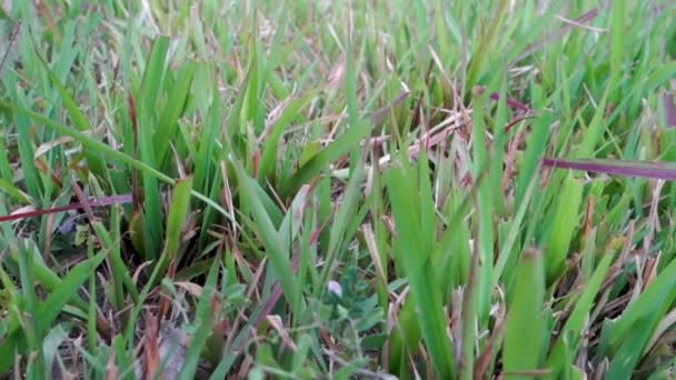 Een Close Van Augustinus Gras Het Een Donkergroen Gras Met — Stockvideo