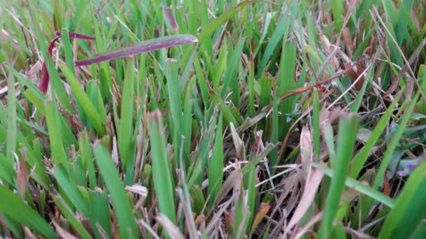 Знімок Трави Святого Августина Темно Зелена Трава Широкими Плоскими Лопатями — стокове відео
