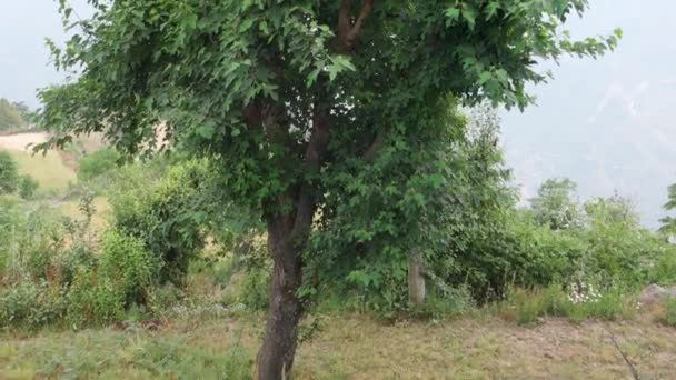 Ein Ausgewachsener Papier Maulbeerbaum Der Himalaya Region Uttarakhand — Stockvideo
