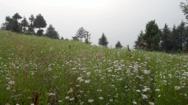 Himalaya Meadows Sinematik Güzellik Tahri Garhwal Çiçekli Beyaz Zambaklar Uttarakhand — Stok video