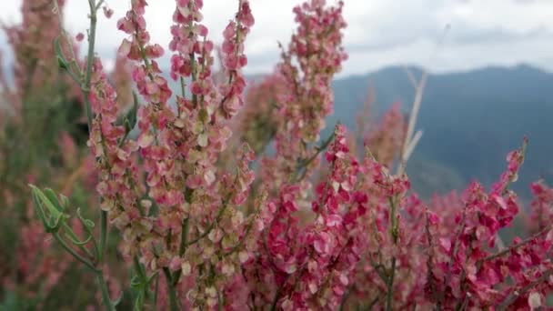 Arrowleaf Dock Rumex Hastatus Petite Flowering Shrub Hills Uttarakhand India — Stock Video