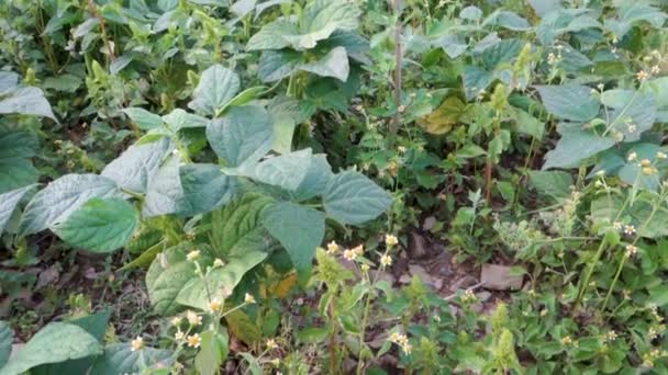 Cultivation Kidney Beans Common Bean Phaseolus Vulgaris Organic Plantation Himalayan — Stock Video