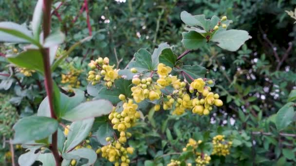 닫습니다 씨앗과 Berberis Darwini의 Darwins Berberidaceae에 식물의 종입니다 Uttarakhand — 비디오