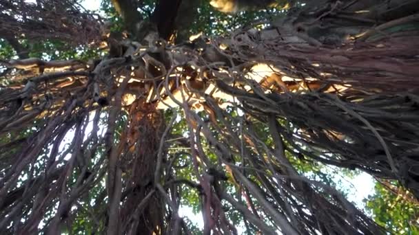 Odosobniony Ujęcie Wiszące Korzenie Rekwizytu Drzewa Banyan Ficus Benghalensis Uttarakhand — Wideo stockowe
