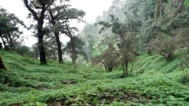 Lush Himalaya tepe örtüsü: Vibrant Deodar ve Oak Ormanları Uttarakhand, Hindistan. Taze ve Sağlıklı Ortam,