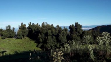 Lush Himalaya tepe örtüsü: Vibrant Deodar ve Oak Ormanları Uttarakhand, Hindistan. Taze ve Sağlıklı Ortam,