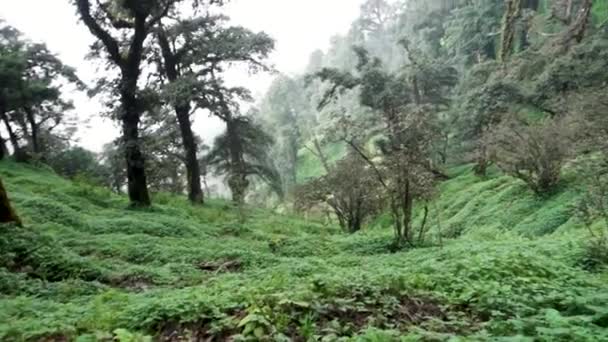 Lush Himalaya Tepe Örtüsü Vibrant Deodar Oak Ormanları Uttarakhand Hindistan — Stok video