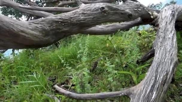 Nature Balance Fallen Dried Tree Uttarakhand Himalayan Forests Stock Footage