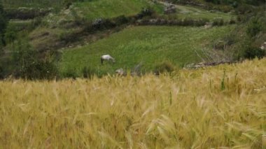 Himalaya Meadows 'un ön planda arpa hasadı, otlayan bir at ve arka planda geleneksel çamurlu bir ev olan katmanlı sinematik bir çekimi. Uttarakhand Hindistan.