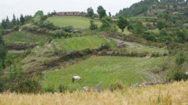 Himalaya Meadows 'un ön planda arpa hasadı, otlayan bir at ve arka planda geleneksel çamurlu bir ev olan katmanlı sinematik bir çekimi. Uttarakhand Hindistan.