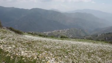 Himalayalar 'da güzel manzaralar ve papatyalarla dolu bir vadi manzarası. Uttarakhand Hindistan.