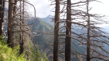 Kinnaur Vadisi: Himalaya vadilerinin ortasındaki Deodar Ormanı, Himachal Pradesh, Hindistan.