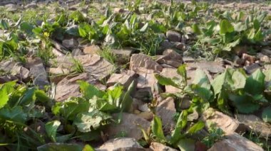 Rumex obtusifolius, Himalaya 'nın Uttarakhand Bölgesi' ndeki acı rıhtım yaprakları olarak bilinir..