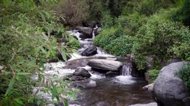 Amplio Ángulo Tiro Río Que Fluye Través Del Bosque Con — Vídeo de stock