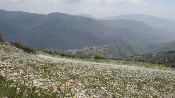 Uma Vista Vale Com Belas Paisagens Prados Cheios Margaridas Himalaia — Vídeo de Stock