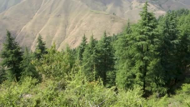 Долини Гірські Хребти Гірського Хребта Шивалік Нижніх Гімалаях Сосновими Деревами — стокове відео