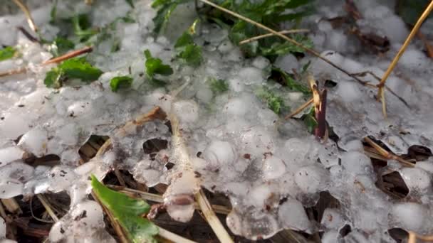Winter Wonderland Hailstones Congelados Región Del Himalaya Uttarakhand India — Vídeos de Stock