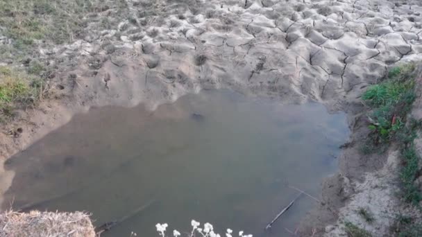 夏の間 インドのウッタルカンドの森にある池は干ばつに似ている 野生生物のために作られた それは重要な水源として役立ちます — ストック動画