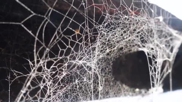 Cinematic Cobweb Close Künstlerisches Design Und Textur Abstrakter Einstellung Indien — Stockvideo