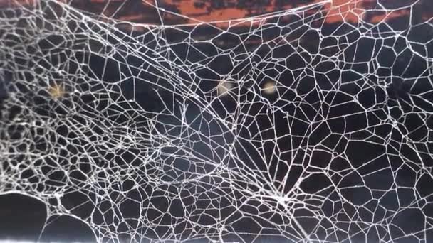 Cinematic Cobweb Closup Artistic Design Texture Abstrab Shot Индия — стоковое видео