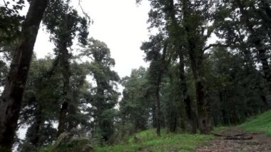 Lush Himalaya tepe örtüsü: Vibrant Deodar ve Oak Ormanları Uttarakhand, Hindistan. Taze ve Sağlıklı Ortam,