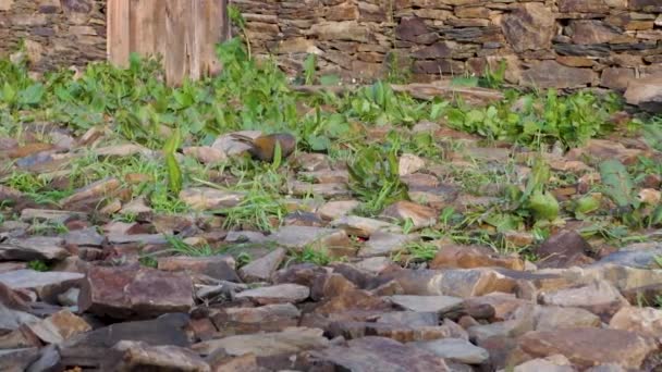 Incantevole Fauna Selvatica Himalayana Streaked Laughingthrush Foraging Uttarakhand India Colpo — Video Stock