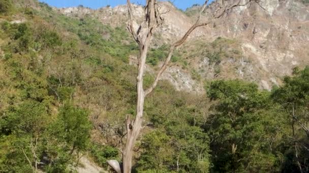Entwaldungskino Vertrockneter Blätterloser Baum Vor Rauen Bergen Und Blauem Himmel — Stockvideo