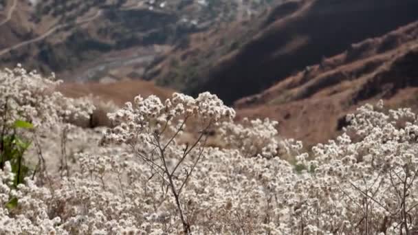 Ageratum Conyzoides Зазвичай Називають Квітковою Рослиною Білими Квітами Листям Уттаракханд — стокове відео