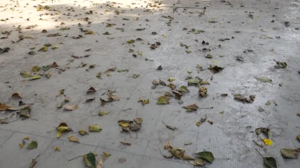 Umgestürzte Blätter Auf Gefliestem Hof Dehradun City Uttarakhand Indien — Stockvideo