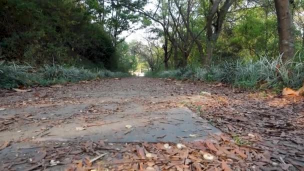 Boulevard Automne Chemin Couvert Feuilles Arbres Bordant Parc Ville Dehradun — Video
