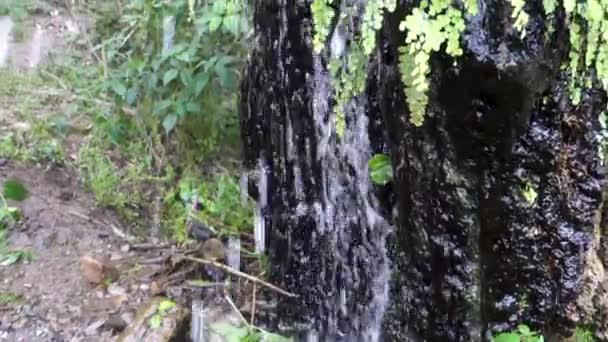 Forest Drain Víz Áramlás Lefelé Hibás Fenyő Vonal Dehradun Uttarakhand — Stock videók