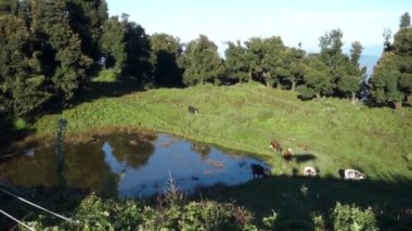 Serene Shivalik Oasis: Himalaya Uttarakhand, Hindistan 'daki yemyeşil çayırların ortasındaki Doğal Göl.