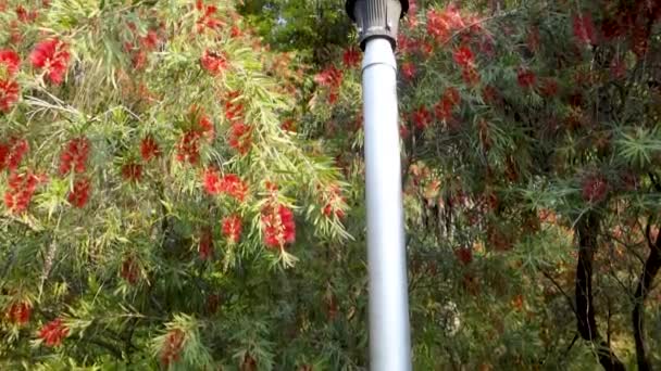 Plan Rapproché Lampadaire Entouré Arbres Verts Dans Jardin Indien — Video